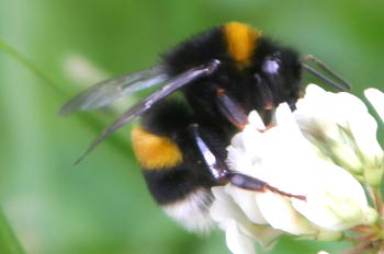 erdhummel