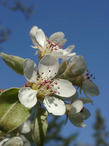 birnenblüte