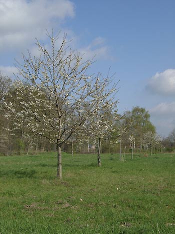 obstwiese wehnen