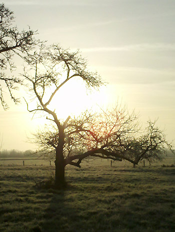 obstwiese wehnen